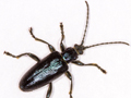 Plateumaris sericea